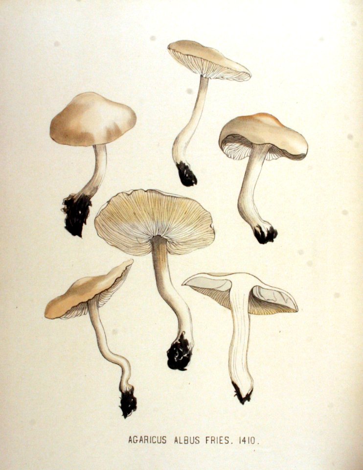 Agaricus albus — Flora Batava — Volume v18. Free illustration for personal and commercial use.