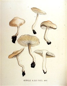Agaricus albus — Flora Batava — Volume v18