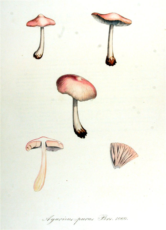 Agaricus purus — Flora Batava — Volume v14