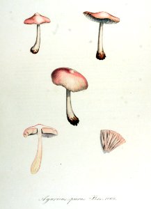 Agaricus purus — Flora Batava — Volume v14