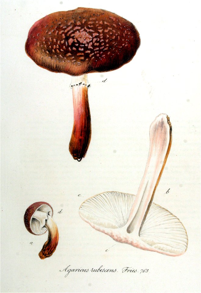Agaricus rubescens — Flora Batava — Volume v10