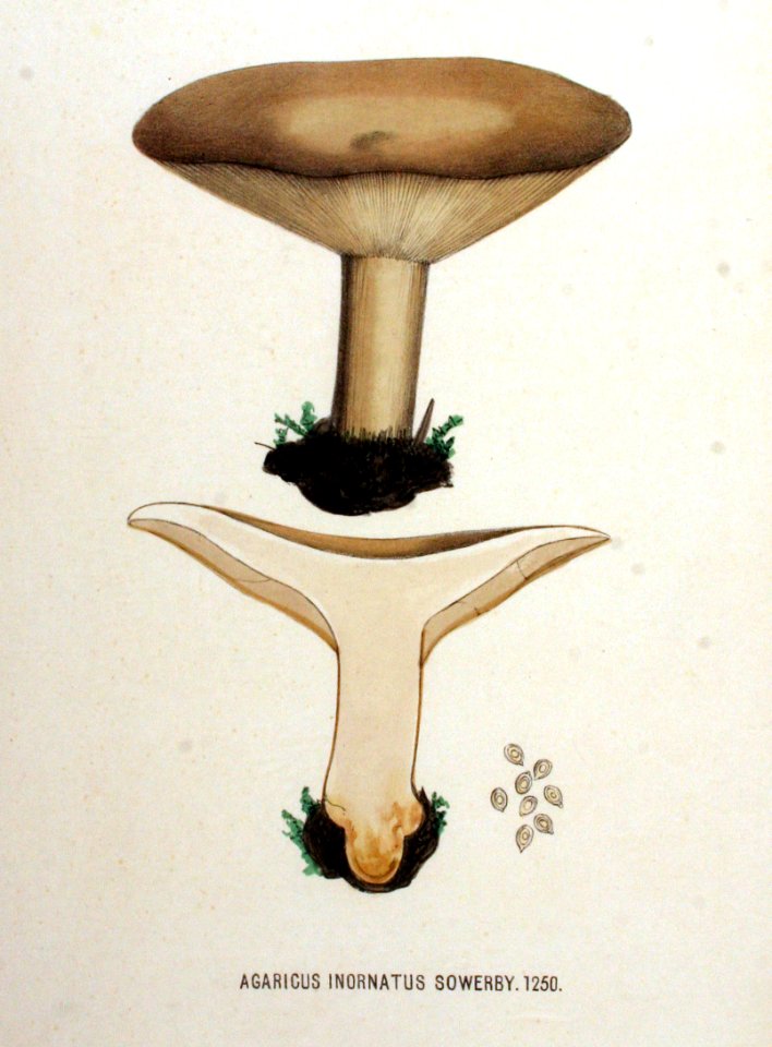 Agaricus inornatus — Flora Batava — Volume v16