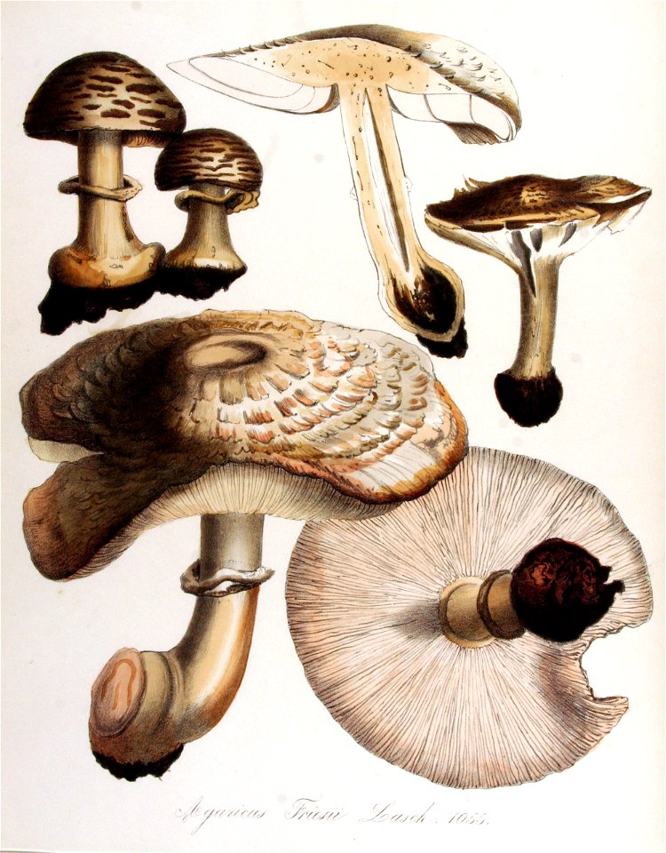 Agaricus friesii — Flora Batava — Volume v14