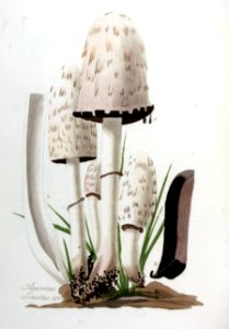 Agaricus comatus — Flora Batava — Volume v8