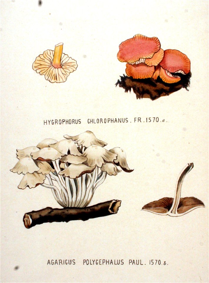Agaricus polycephalus — Flora Batava — Volume v20