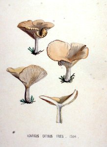 Agaricus catinus — Flora Batava — Volume v19