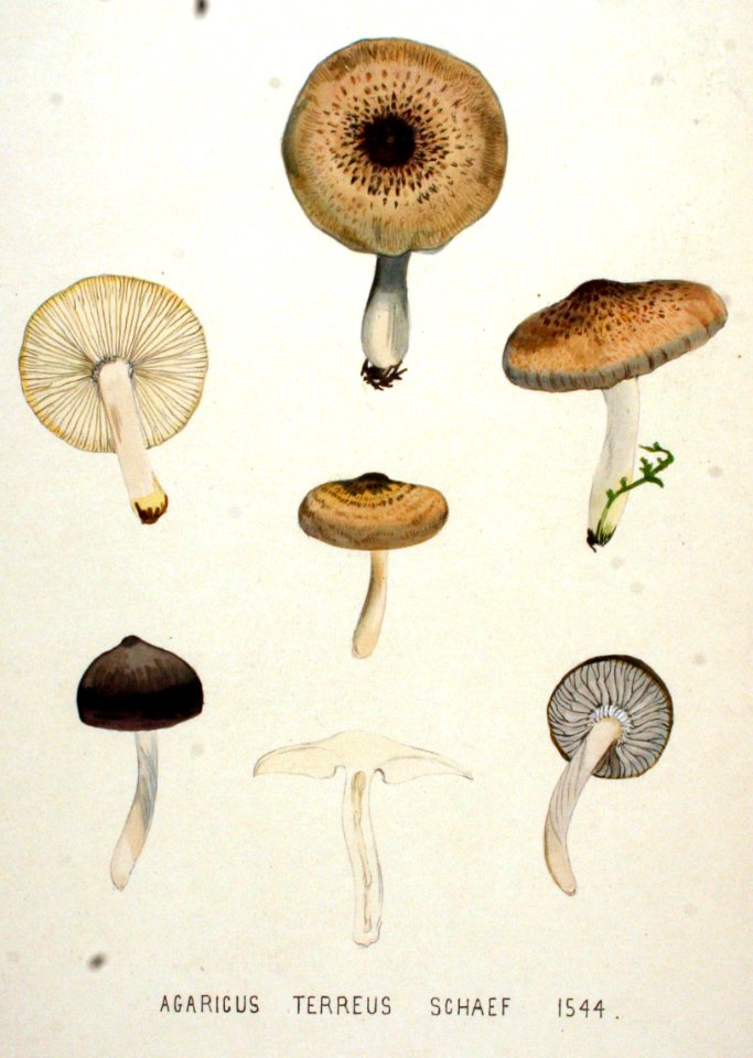 Agaricus terreus — Flora Batava — Volume v20