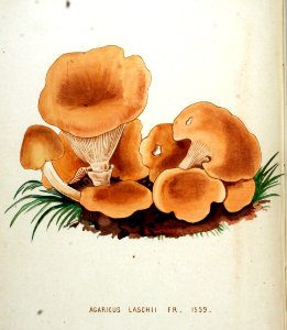 Agaricus laschii — Flora Batava — Volume v20