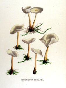 Agaricus dryophilus — Flora Batava — Volume v17