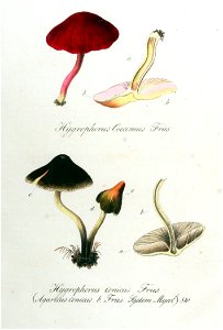 Agaricus conicus — Flora Batava — Volume v11