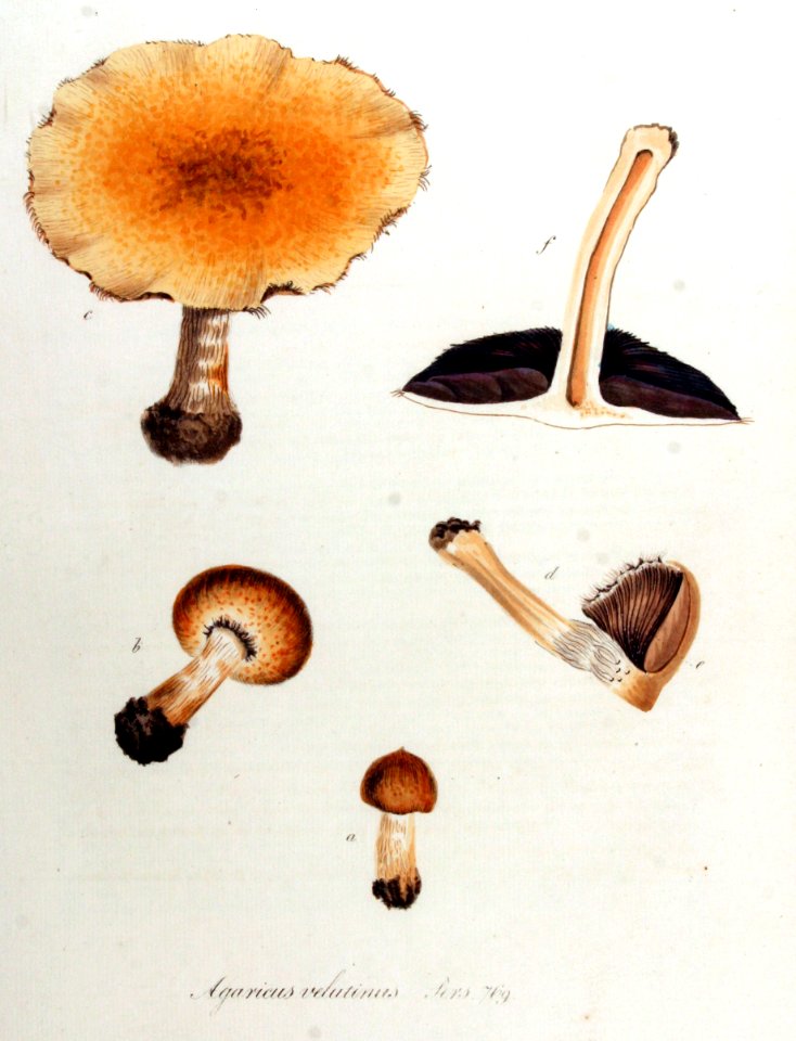 Agaricus velutinus — Flora Batava — Volume v10