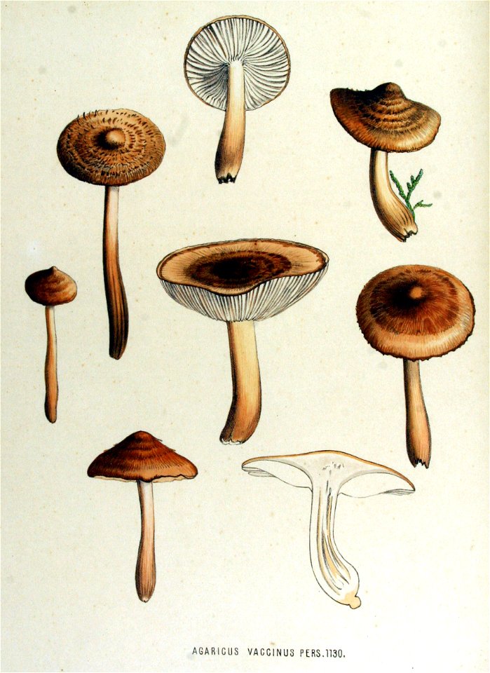 Agaricus vaccinus — Flora Batava — Volume v15