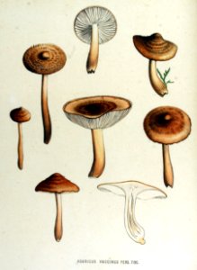 Agaricus vaccinus — Flora Batava — Volume v15