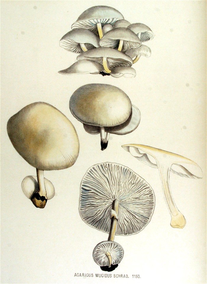 Agaricus mucidus — Flora Batava — Volume v15