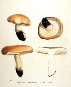 Agaricus gambosus — Flora Batava — Volume v19
