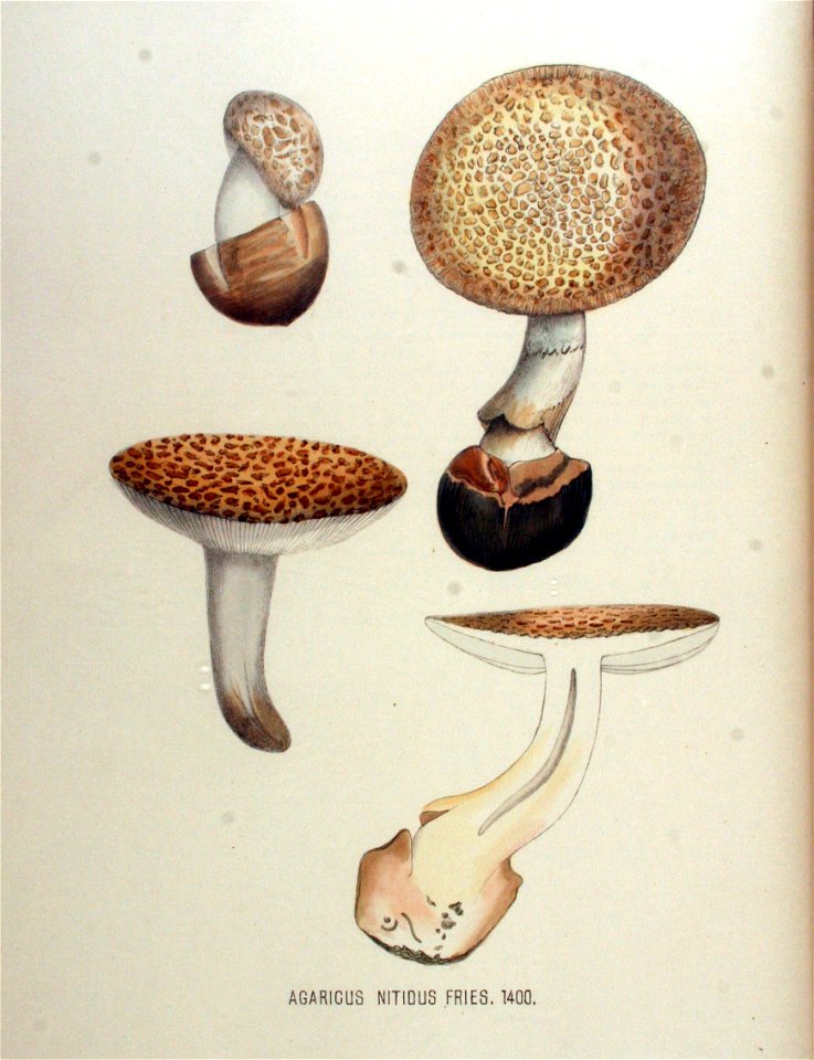 Agaricus nitidus — Flora Batava — Volume v18
