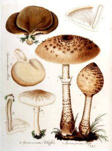 Agaricus excoriatus — Flora Batava — Volume v10. Free illustration for personal and commercial use.
