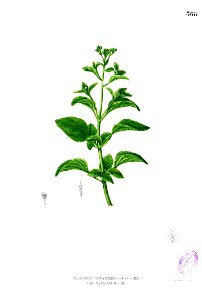 Ageratum conyzoides Blanco2.368