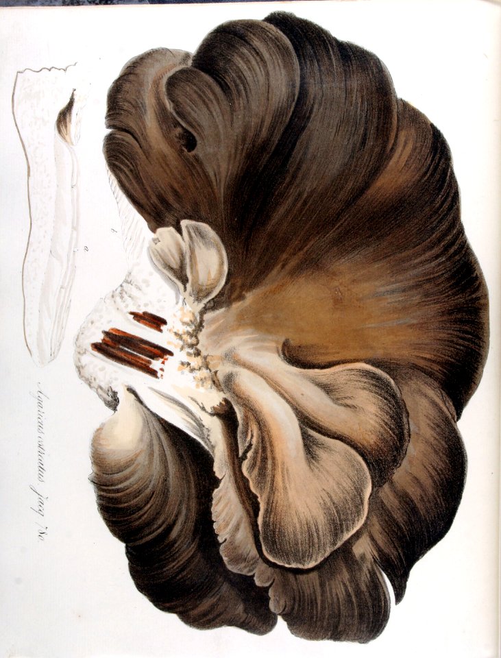 Agaricus ostreatus — Flora Batava — Volume v10