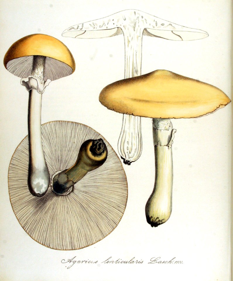 Agaricus lenticularis — Flora Batava — Volume v14