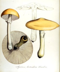 Agaricus lenticularis — Flora Batava — Volume v14