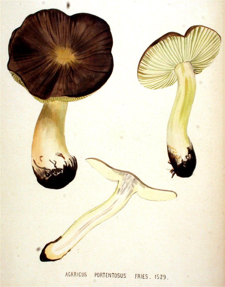 Agaricus portentosus — Flora Batava — Volume v20