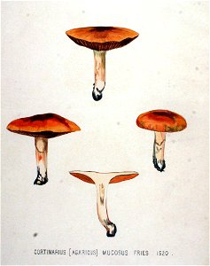 Agaricus mucosus — Flora Batava — Volume v19