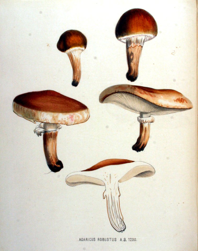 Agaricus robustus — Flora Batava — Volume v16