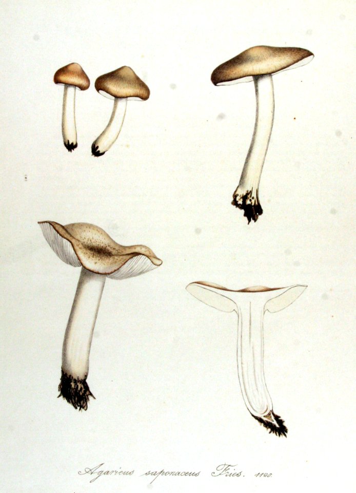Agaricus saponaceus — Flora Batava — Volume v14