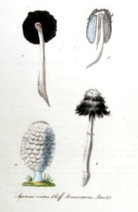 Agaricus ovatus — Flora Batava — Volume v11