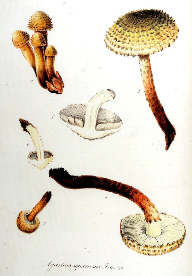 Agaricus squarrosus — Flora Batava — Volume v10