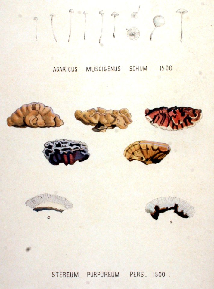 Agaricus muscigenus — Flora Batava — Volume v19