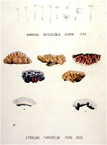 Agaricus muscigenus — Flora Batava — Volume v19. Free illustration for personal and commercial use.