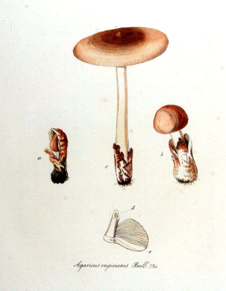 Agaricus vaginatus — Flora Batava — Volume v10