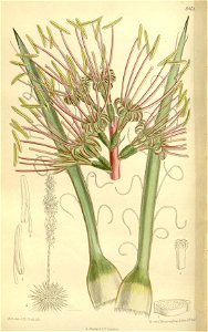 Agave disceptata 138-8451