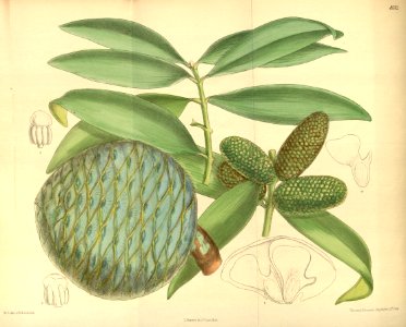 Agathis vitiensis 139-8512