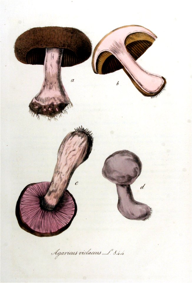 Agaricus violaceo-cinereus — Flora Batava — Volume v11