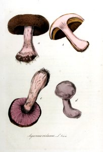 Agaricus violaceo-cinereus — Flora Batava — Volume v11