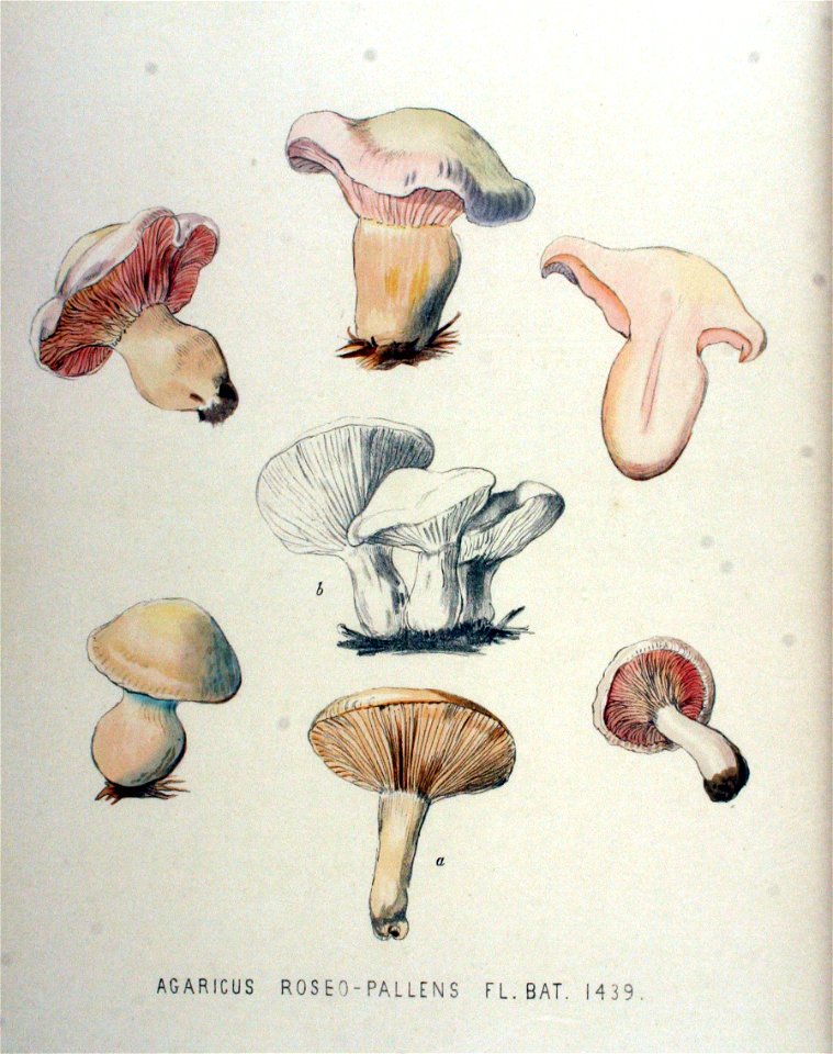 Agaricus roseo-pallens — Flora Batava — Volume v18