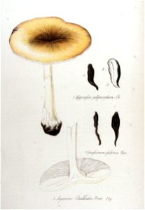 Agaricus phalloides — Flora Batava — Volume v11. Free illustration for personal and commercial use.