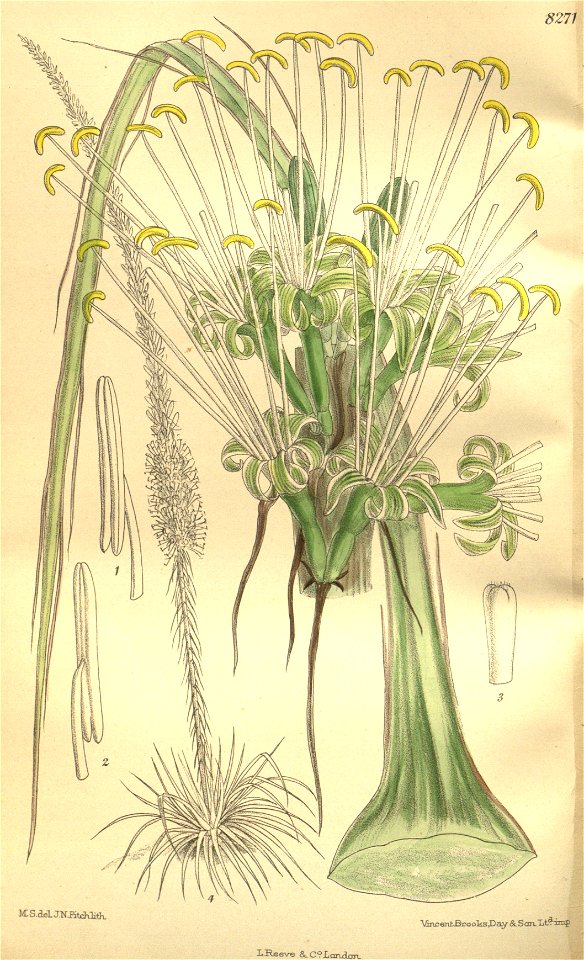 Agave wrightii 135-8271