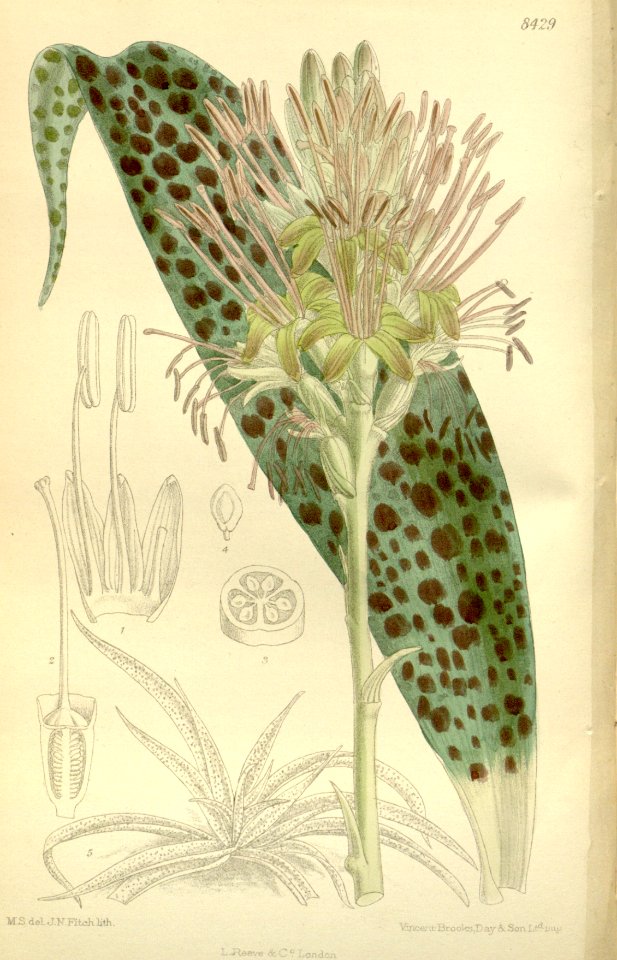 Agave protuberans 138-8429