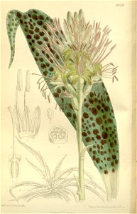 Agave protuberans 138-8429