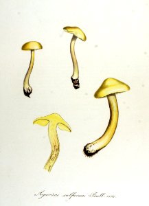 Agaricus sulfureus — Flora Batava — Volume v14