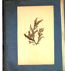 Agathe Le Gourcuff Herbier 2