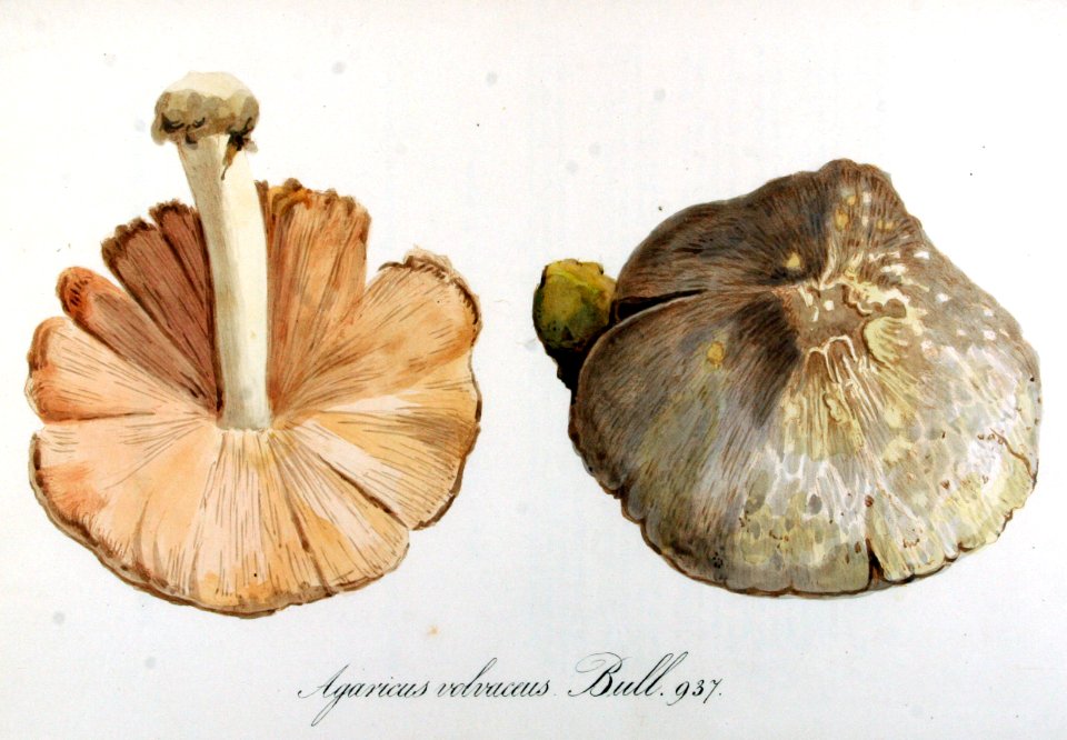 Agaricus volvaceus — Flora Batava — Volume v12