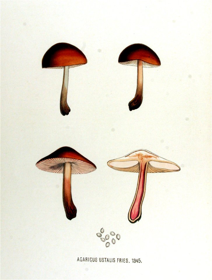 Agaricus ustalis — Flora Batava — Volume v17