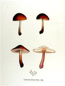 Agaricus ustalis — Flora Batava — Volume v17. Free illustration for personal and commercial use.