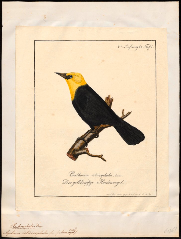 Agelaius icterocephalus - 1700-1880 - Print - Iconographia Zoologica - Special Collections University of Amsterdam - UBA01 IZ15800255