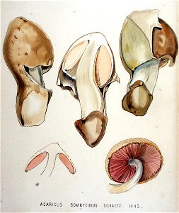 Agaricus — Flora Batava — Volume v19